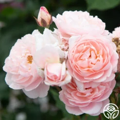 Memories™ 26 Memories™ -Heirloom Roses Memories 12