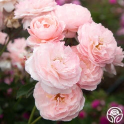 Memories™ 20 Memories™ -Heirloom Roses Memories 14