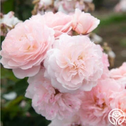 Memories™ 19 Memories™ -Heirloom Roses Memories 15