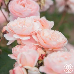 Memories™ 17 Memories™ -Heirloom Roses Memories 18