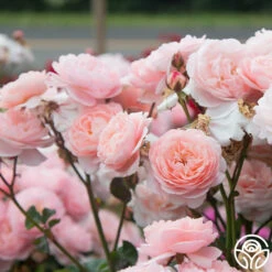 Memories™ 18 Memories™ -Heirloom Roses Memories 19