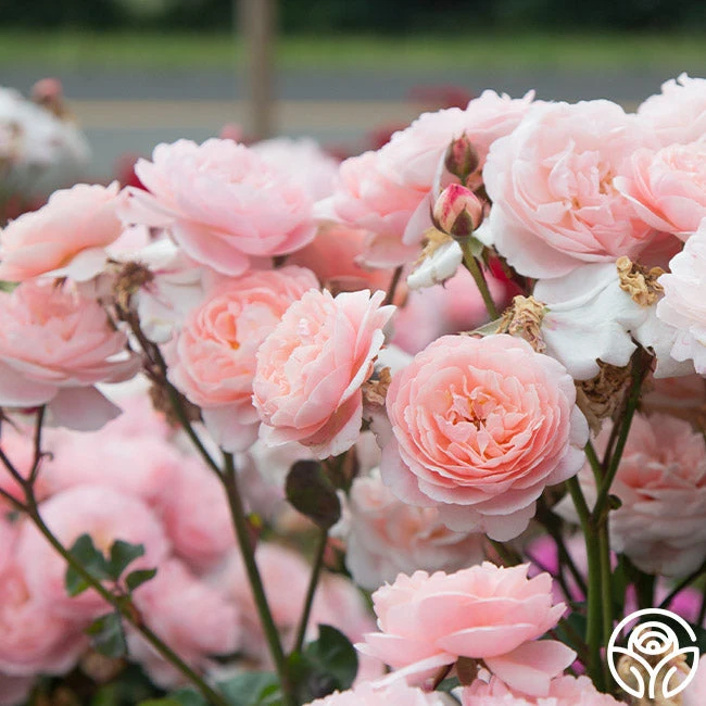 Memories™ 6 Memories™ - Image 4