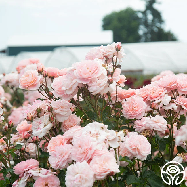 Memories™ 4 Memories™ - Image 2