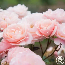 Memories™ 24 Memories™ -Heirloom Roses Memories 21