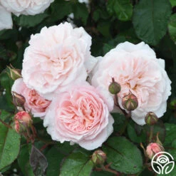 Memories™ 22 Memories™ -Heirloom Roses Memories 22