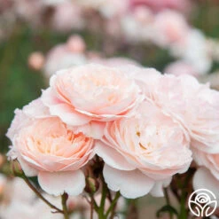 Memories™ 21 Memories™ -Heirloom Roses Memories 23