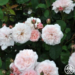 Memories™ 25 Memories™ -Heirloom Roses Memories 24