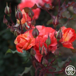 Michelangelo™ 17 Michelangelo™ -Heirloom Roses Michelangelo 8