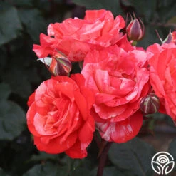 Michelangelo™ 14 Michelangelo™ -Heirloom Roses Michelangelo 8 2d3e7cf4 90a3 4d28 aca9 c5d06fb5c943