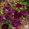 Midnight Blue™ -Heirloom Roses Midnight Blue 11