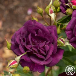 Midnight Blue™ -Heirloom Roses Midnight Blue 12
