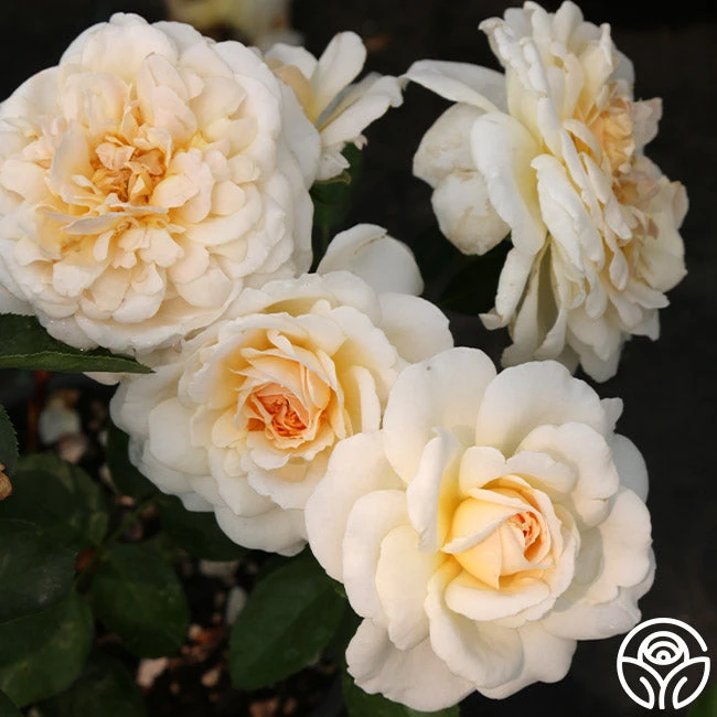 Miss Dior™ 3 Miss Dior™