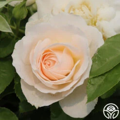 Miss Dior™ 13 Miss Dior™ -Heirloom Roses Miss Dior 24