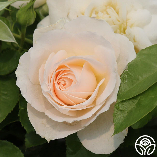 Miss Dior™ 7 Miss Dior™ - Image 5