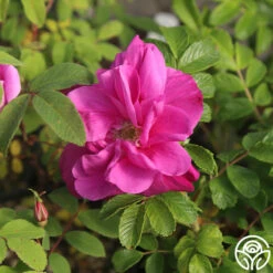 Moje Hammarberg 8 Moje Hammarberg -Heirloom Roses Moje Hammarberg 4