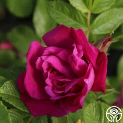 Moje Hammarberg 7 Moje Hammarberg -Heirloom Roses Moje Hammarberg 5