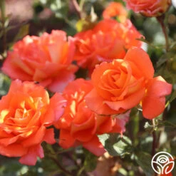 Monica® -Heirloom Roses Monica 111