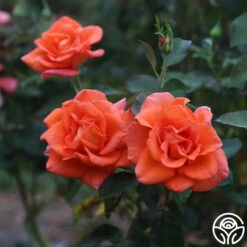 Monica® -Heirloom Roses Monica 12