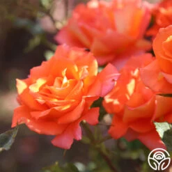 Monica® -Heirloom Roses Monica 123