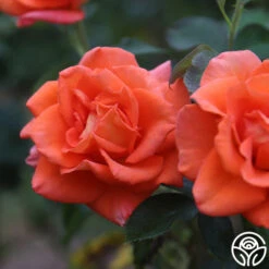 Monica® -Heirloom Roses Monica 14