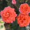 Monica® 1 Monica® -Heirloom Roses Monica 15