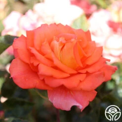 Monica® -Heirloom Roses Monica 22