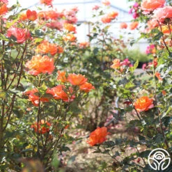 Monica® -Heirloom Roses Monica 25