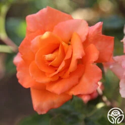 Monica® -Heirloom Roses Monica 278