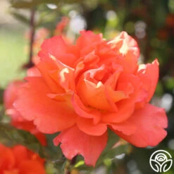 Monica® -Heirloom Roses Monica 77