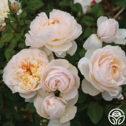 Moonlight In Paris™ -Heirloom Roses Moonlight In Paris 15