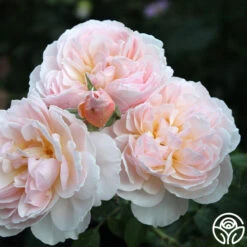 Moonlight In Paris™ -Heirloom Roses Moonlight In Paris 17