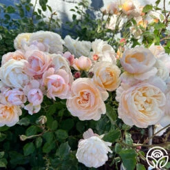 Moonlight In Paris™ -Heirloom Roses Moonlight In Paris 19