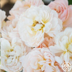 Moonlight In Paris™ -Heirloom Roses Moonlight In paris 014