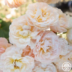 Moonlight In Paris™ -Heirloom Roses Moonlight In paris 015