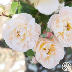 Moonlight In Paris™ -Heirloom Roses Moonlight In paris 016