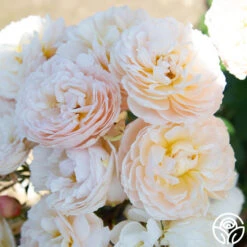 Moonlight In Paris™ -Heirloom Roses Moonlight In paris 017