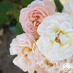 Moonlight In Paris™ -Heirloom Roses Moonlight In paris 018