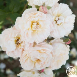 Moonlight In Paris™ -Heirloom Roses Moonlight In paris 019