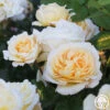 Moonlight Romantica® -Heirloom Roses Moonlight Romantica 0