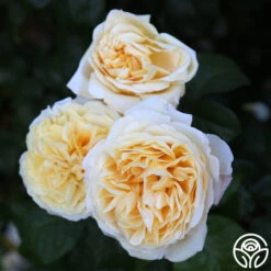 Moonlight Romantica® 19 Moonlight Romantica® -Heirloom Roses Moonlight Romantica 11