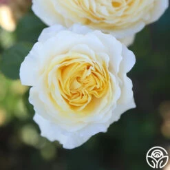 Moonlight Romantica® 22 Moonlight Romantica® -Heirloom Roses Moonlight Romantica 13