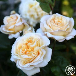 Moonlight Romantica® 17 Moonlight Romantica® -Heirloom Roses Moonlight Romantica 25
