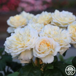 Moonlight Romantica® 21 Moonlight Romantica® -Heirloom Roses Moonlight Romantica 29