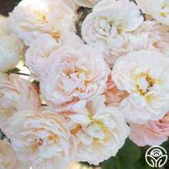 Moonlight In Paris™ -Heirloom Roses Moonlight Romantica 01
