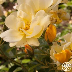 Morning Has Broken™ -Heirloom Roses Morning Has Broken 1