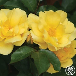 Morning Has Broken™ -Heirloom Roses Morning Has Broken 11