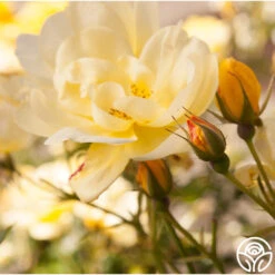 Morning Has Broken™ -Heirloom Roses Morning Has Broken 16