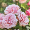 Mother Of Pearl® 1 Mother Of Pearl® -Heirloom Roses Mother Of Pearl 09