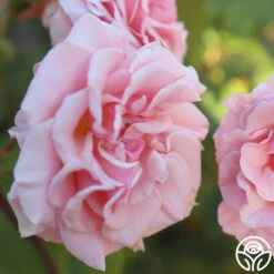 Mother Of Pearl® -Heirloom Roses Mother of Pearl 11