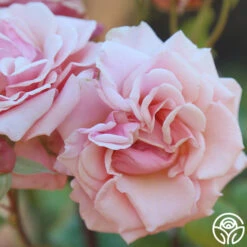 Mother Of Pearl® -Heirloom Roses Mother of Pearl 16